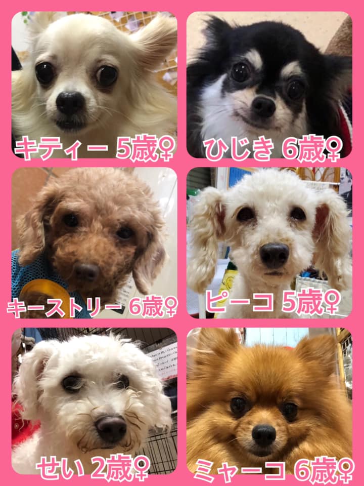 🐾今日の里親様募集中ワンコ🐶メンバーです🐾2020,8,14